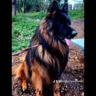 German Shepherd (Alsatian)