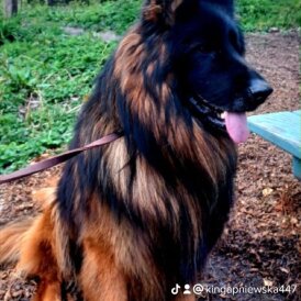 German Shepherd (Alsatian)