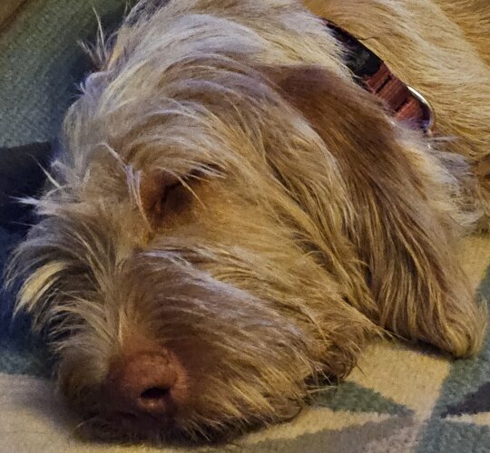 Italian Spinone