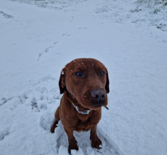 Labrador Retriever