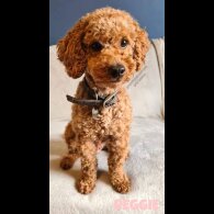 Toy Poodle