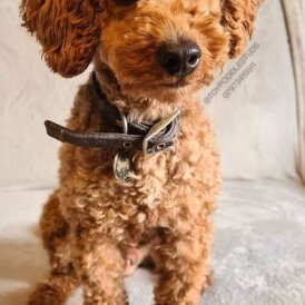 Toy Poodle