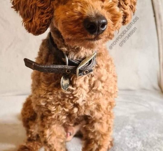 Toy Poodle