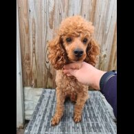 Toy Poodle