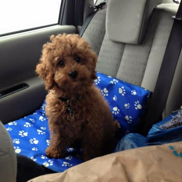 Toy Poodle