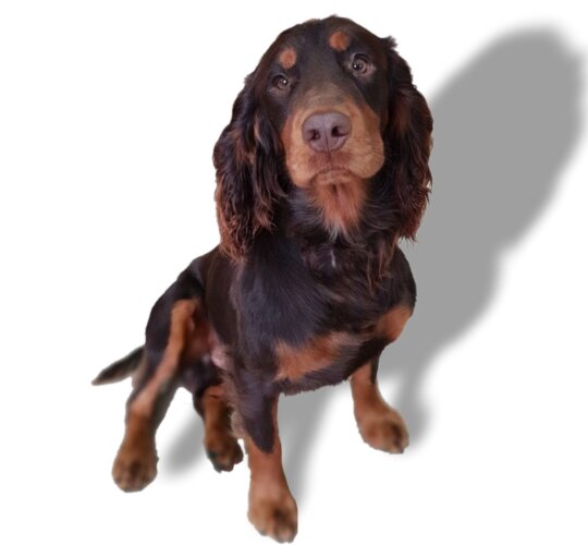 Cocker Spaniel (Working &amp; Show)