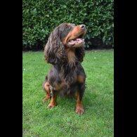 Cocker Spaniel (Working &amp; Show)