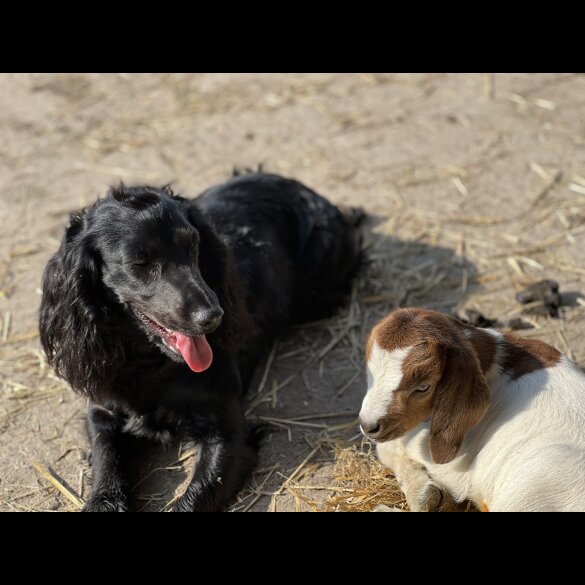 Cocker Spaniel (Working &amp; Show)