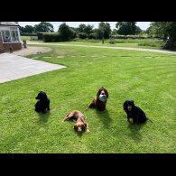 Cocker Spaniel (Working &amp; Show)