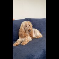 Cocker Spaniel (Working &amp; Show)