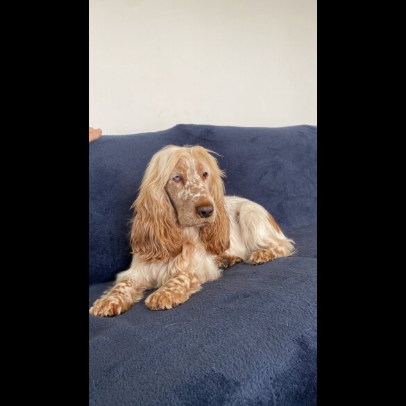 Cocker Spaniel (Working &amp; Show)