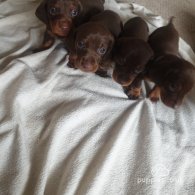 Dachshund (Standard & Miniature) - Both