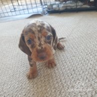 Dachshund (Standard & Miniature) - Both