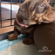 Dachshund (Standard & Miniature) - Both