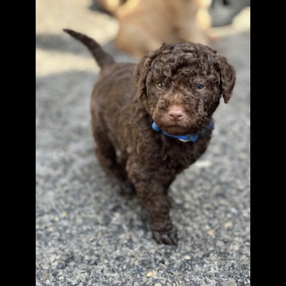 Labradoodle