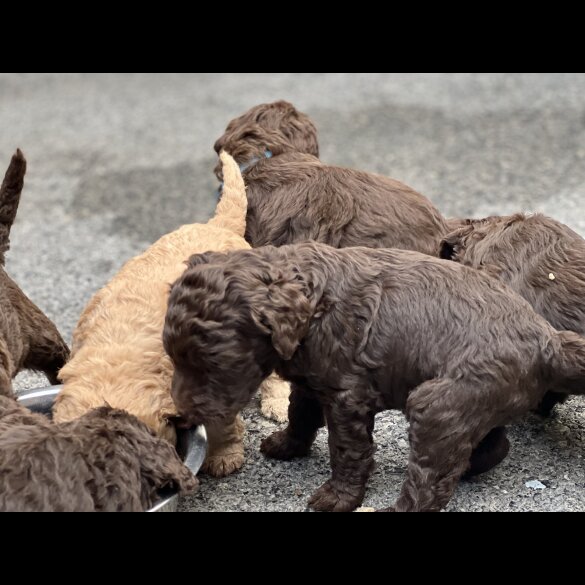 Labradoodle