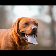 Labrador Retriever