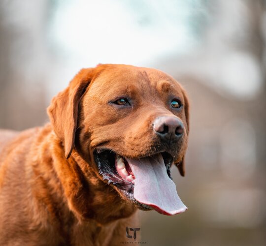 Labrador Retriever