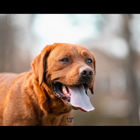 Labrador Retriever