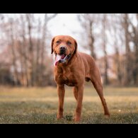 Labrador Retriever