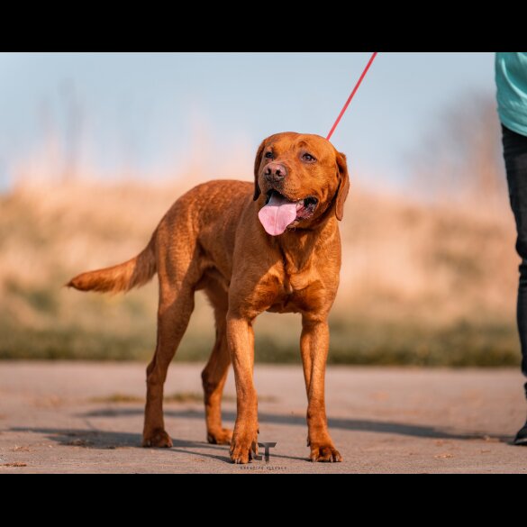 Labrador Retriever