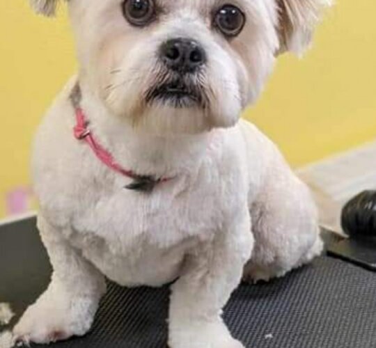 Lhasa Apso