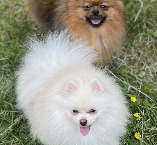 Pomeranian