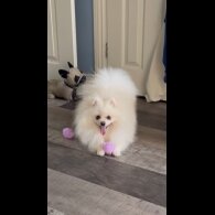 Pomeranian