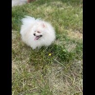 Pomeranian