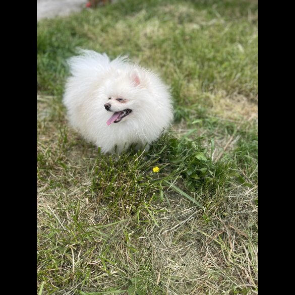 Pomeranian