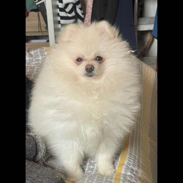 Pomeranian