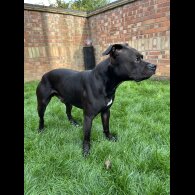 Staffordshire Bull Terrier