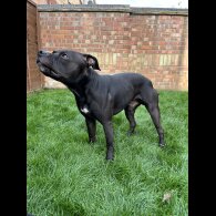 Staffordshire Bull Terrier