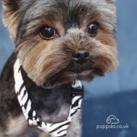 Yorkshire Terrier - Dogs