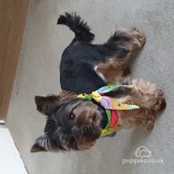 Yorkshire Terrier - Dogs