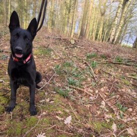 Belgian Shepherd Dog (Groenendael)