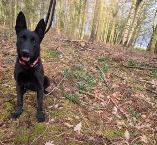 Belgian Shepherd Dog (Groenendael)