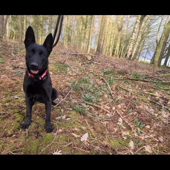 Belgian Shepherd Dog (Groenendael)