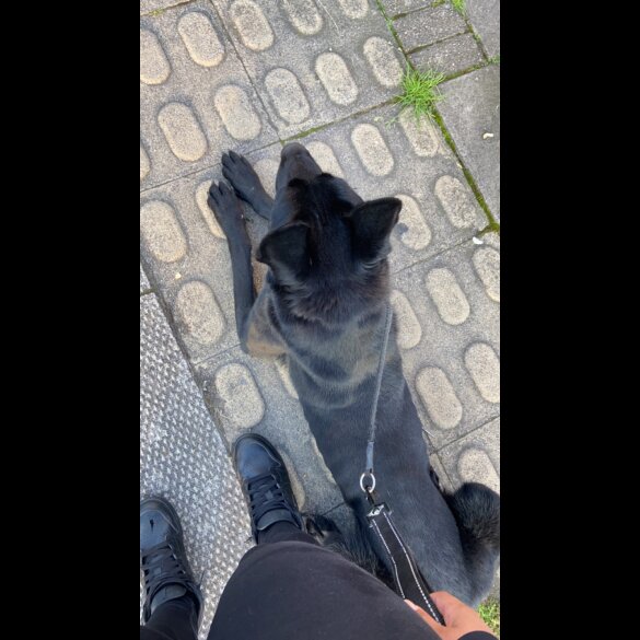 Belgian Shepherd Dog (Groenendael)