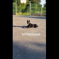 Belgian Shepherd Dog (Groenendael)