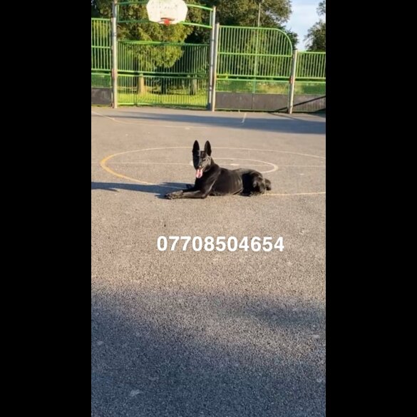 Belgian Shepherd Dog (Groenendael)