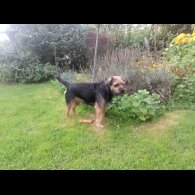 Border Terrier