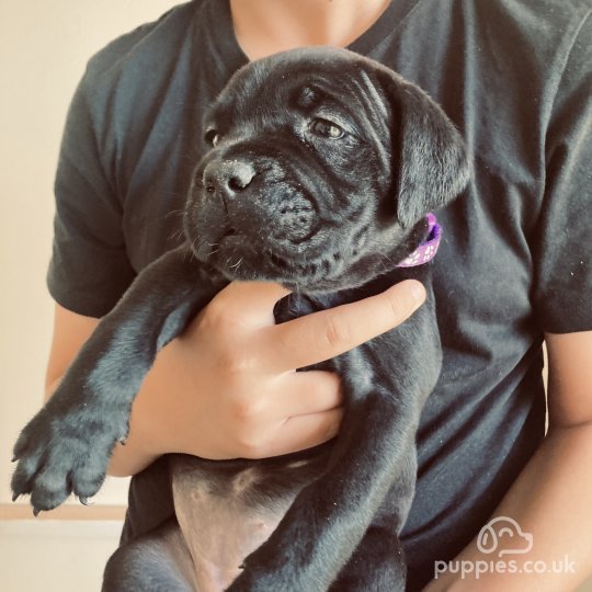 What are and How much are Cane Corso Puppies? - Wag The Dog UK