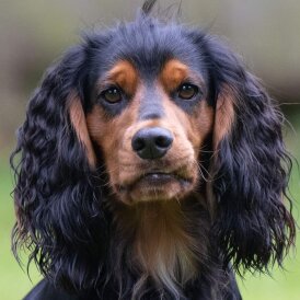 Cocker Spaniel (Working &amp; Show)