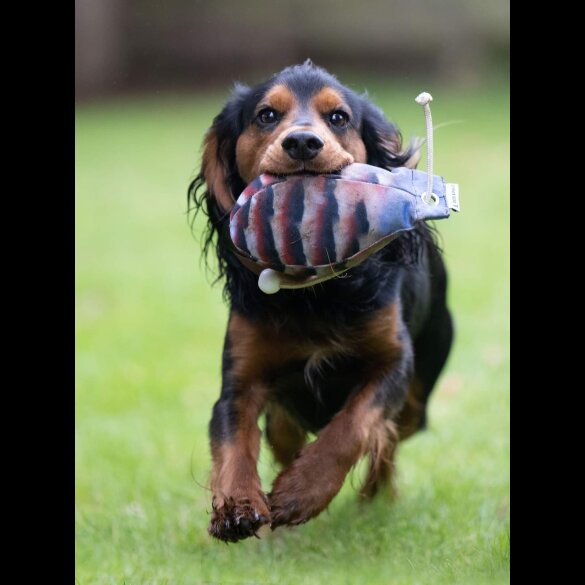 Cocker Spaniel (Working &amp; Show)