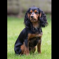 Cocker Spaniel (Working &amp; Show)