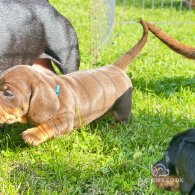 Dachshund (Standard & Miniature) - Both