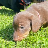 Dachshund (Standard & Miniature) - Both