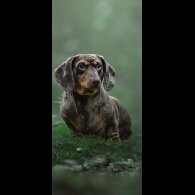 Dachshund (Standard &amp; Miniature)