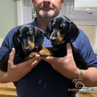 Dachshund (Standard & Miniature) - Dogs